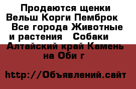 Продаются щенки Вельш Корги Пемброк  - Все города Животные и растения » Собаки   . Алтайский край,Камень-на-Оби г.